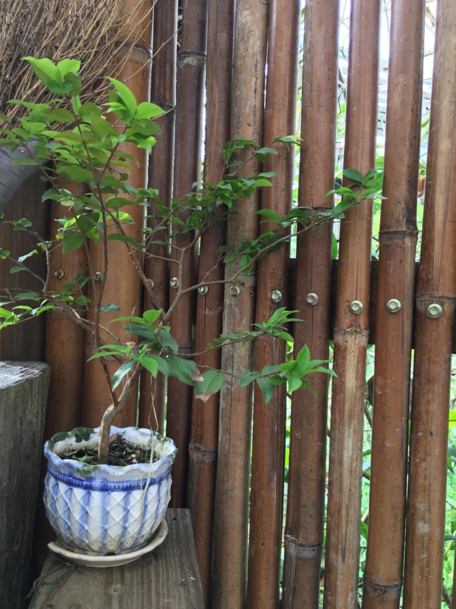 Jia'S Homestay Lugu Exterior photo